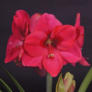 Amaryllis Lagoon - Hippeastrum rose carminé