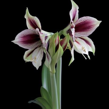 Amaryllis Papilio