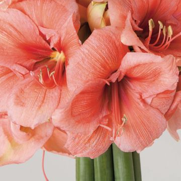 Amaryllis Rilona