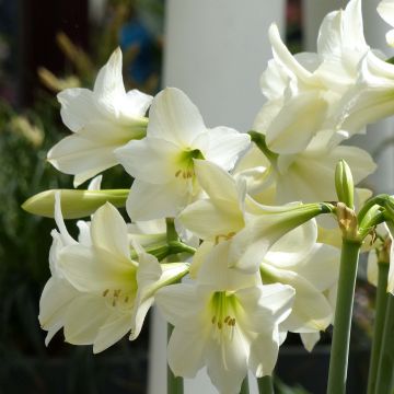 Amaryllis sonatini White Rascal - Hippeastrum de jardin