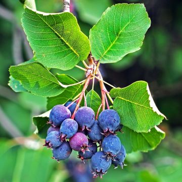 Amelanchier alnifolia Saskatoon Berry