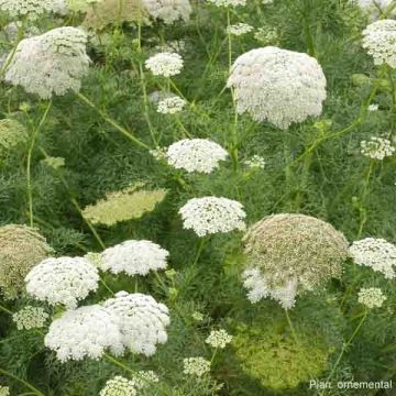 Ammi visnaga, Fenouil annuel