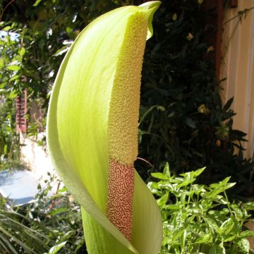 Amorphophallus napalensis