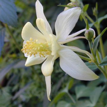 Ancolie blanche, Aquilegia caerulea Snow queen
