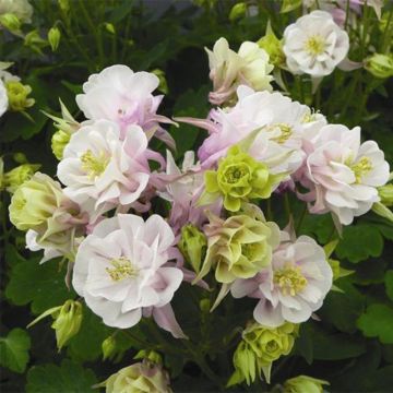 Ancolie Winky Double Rose White - Aquilegia vulgaris