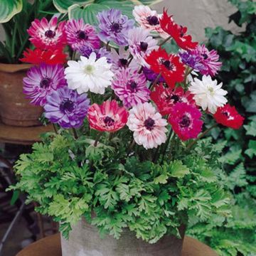 Anemone coronaria St Brigid Mix - Anémone de Caen