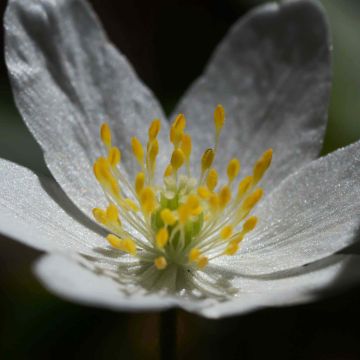 Anemone nemorosa - Anémone des bois