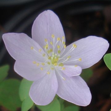 Anemonella thalictroides