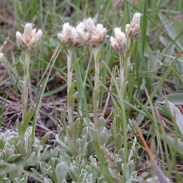 Antennaria plantaginifolia - Antennaire à feuilles de plantain