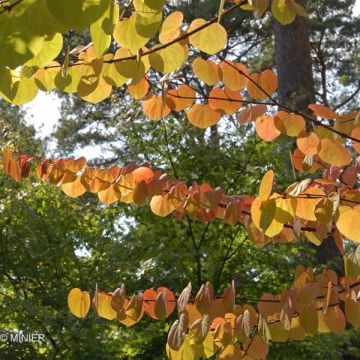 Arbre à caramel - Cercidiphyllum japonicum