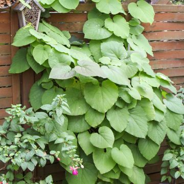 Aristoloche - Aristolochia macrophylla (durior)