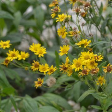 Arnica montana NT - Ferme de Sainte Marthe