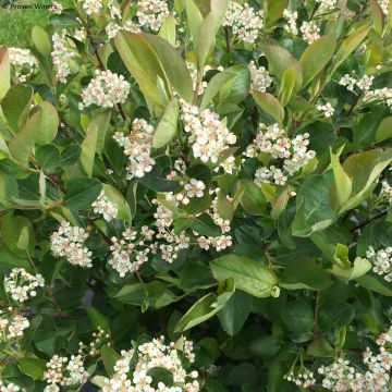 Aronia melanocarpa Revontuli Hedger - Aronie à fruits noirs