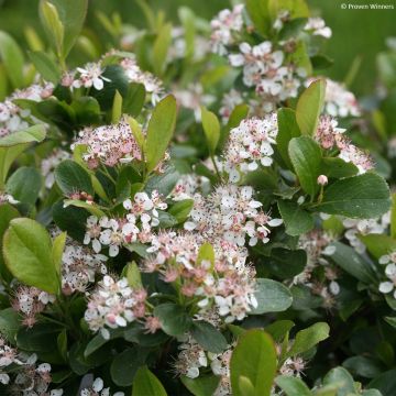 Aronia melanocarpa Revontuli Mound - Aronie à fruits noirs