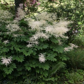 Aruncus dioicus sylvestris, Barbe de Bouc