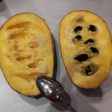 Asimina triloba Mango - Asiminier, Paw paw