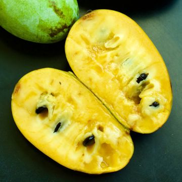 Asimina triloba Prolific - Asiminier Paw Paw