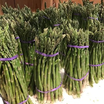 Asperge Voltaire en griffes - Asparagus officinalis