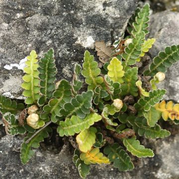 Asplenium ceterach - Fougère Cétérach officinal