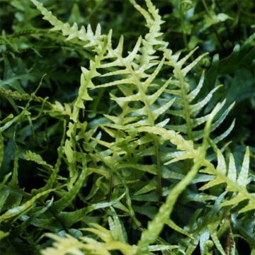 Asplenium (x) ebenoides - Fougère à queue de dragon