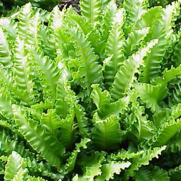 Asplenium scolopendrium Cristatum Group - Fougère scolopendre