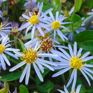 Aster ageratoides Adustus Nanus - Aster nain d'été