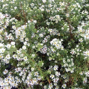 Aster ericoïdes Schneetanne - Aster fausse-bruyère