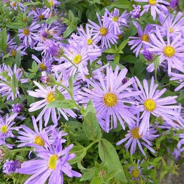 Aster thomsonii Nanus - Aster d'été