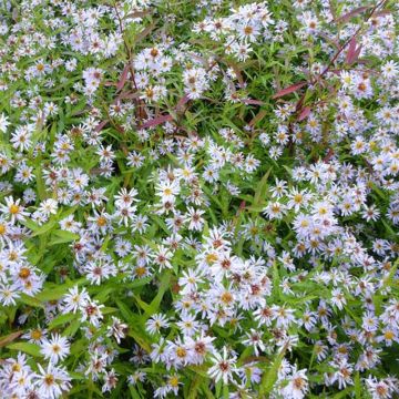 Aster versicolor Altweibersommer - Aster grand d'automne