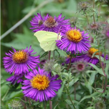 Aster novae-angliae Violetta - Aster grand d’automne