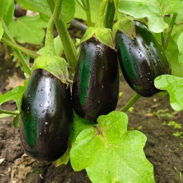 Aubergine Bonica F1 en plants GREFFES - BIO