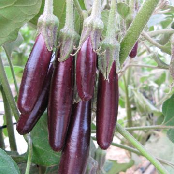 Aubergine Little Fingers Bio - Ferme de Sainte Marthe