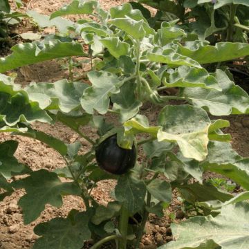 Aubergine Monstrueuse de New-York Bio - Ferme de Sainte Marthe