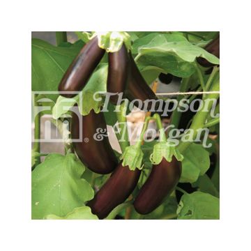 Aubergine Orlando - Solanum melongea