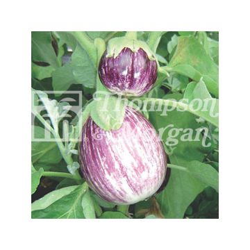 Aubergine Pinstripe - Solanum melongea