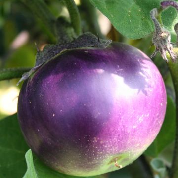 Aubergine Ronde de Valence Bio - Ferme de Sainte Marthe