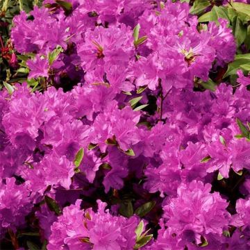 Azalée du Japon Purple Splendor - Rhododendron hybride