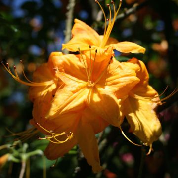 Azalée de Chine Klondyke - Azalea mollis