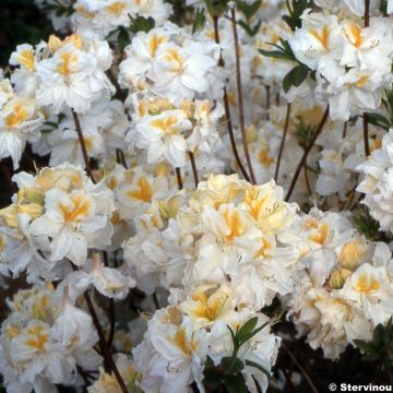 Azalée de Chine Mount Rainier - Rhododendron hybride