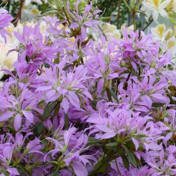 Azalée du Japon Koromo Shikibu - Rhododendron hybride