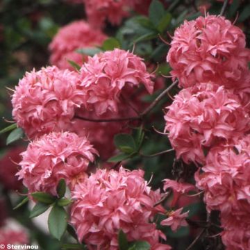 Azalée de Chine Homebush - Rhododendron hybride