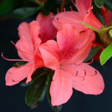 Azalée japonaise Tamanini - Rhododendron hybride