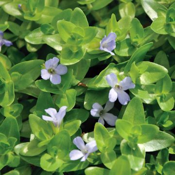 Bacopa caroliniana - Bacopa de Caroline