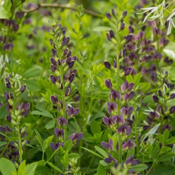 Baptisia australis minor Dark Blue - Lupin indigo