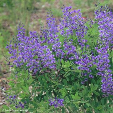 Baptisia Blueberry Sundae - Faux-indigo