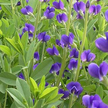 Baptisia Caspian Blue - Lupin indigo