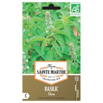 Basilic Citron Bio – Ferme de Sainte Marthe