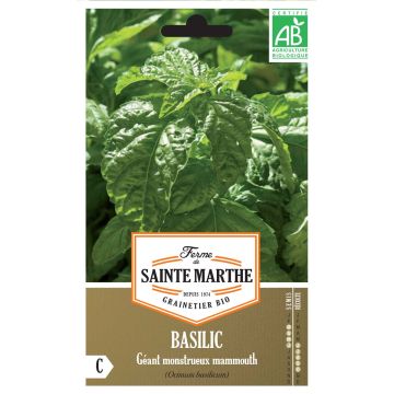 Basilic Géant Monstrueux Mammouth - Ferme de Ste Marthe