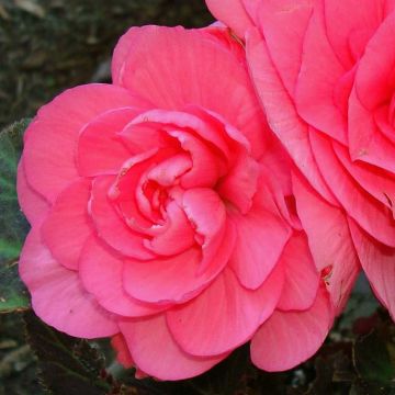 Begonia Grandiflora Rose