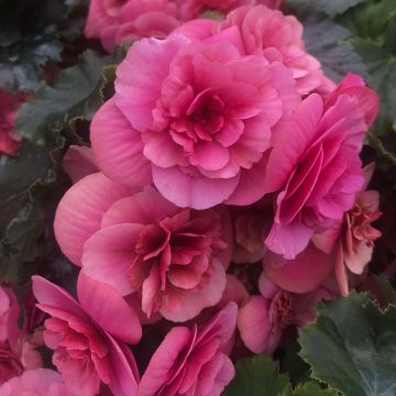 Begonia Sunbrero Pink